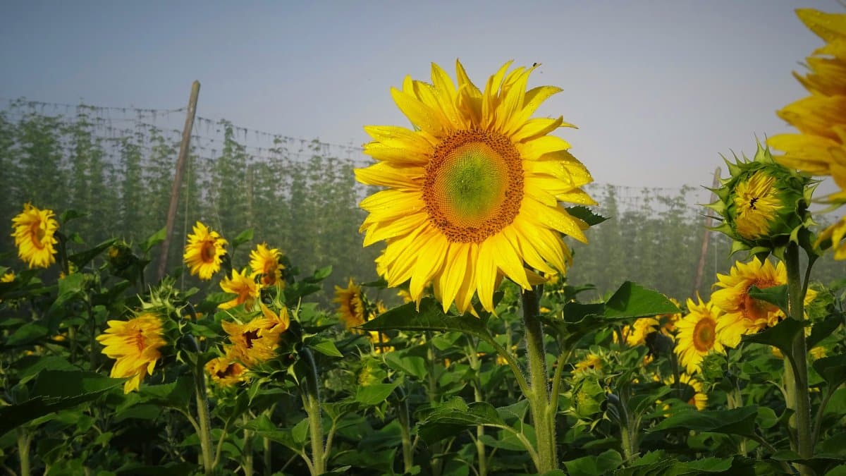 Sonnenblumen Elsendorf
